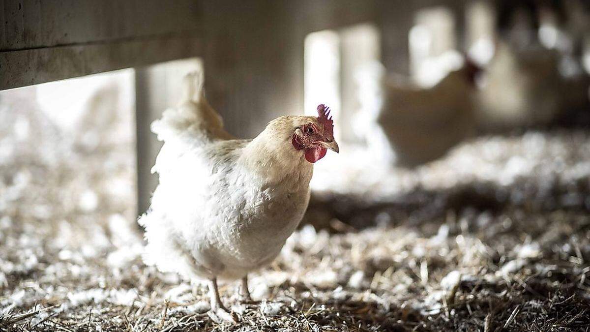 Aus Tierschutzgründen werden Hühner nicht mehr gefärbt. Roate Tuatscha (rote Eier) gibt’s aber noch
