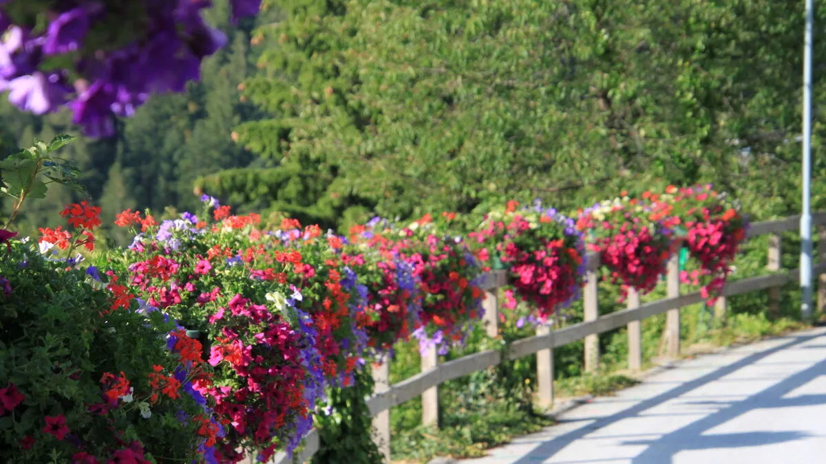 Der Blumenschmuck in St. Kathrein am Offenegg