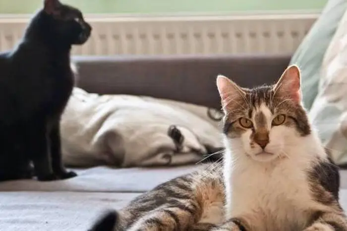 Die Ernärhung, Kastration, Pflege so vieler Katzen und auch unzählige Tierarztbesuche kostet natürlich viel Geld.