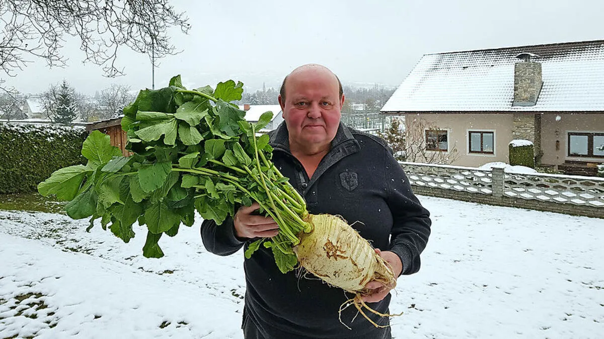 Peter Haas mit der Riesenknolle