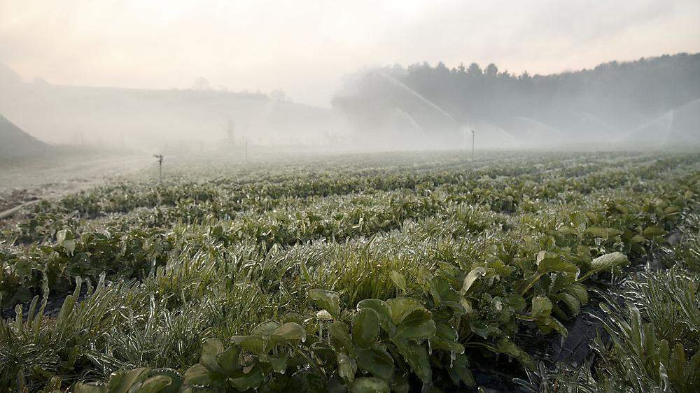 In den Wein-, Gemüse- und Obstanbaugebieten der Steiermark wurde die angekündigte Frostnacht traurige Realität