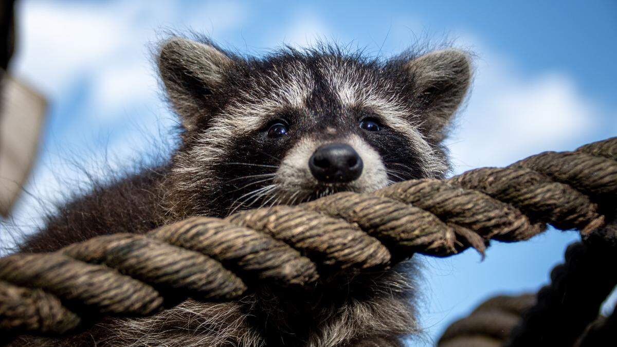 Ein Waschbär im Wildpark Assling