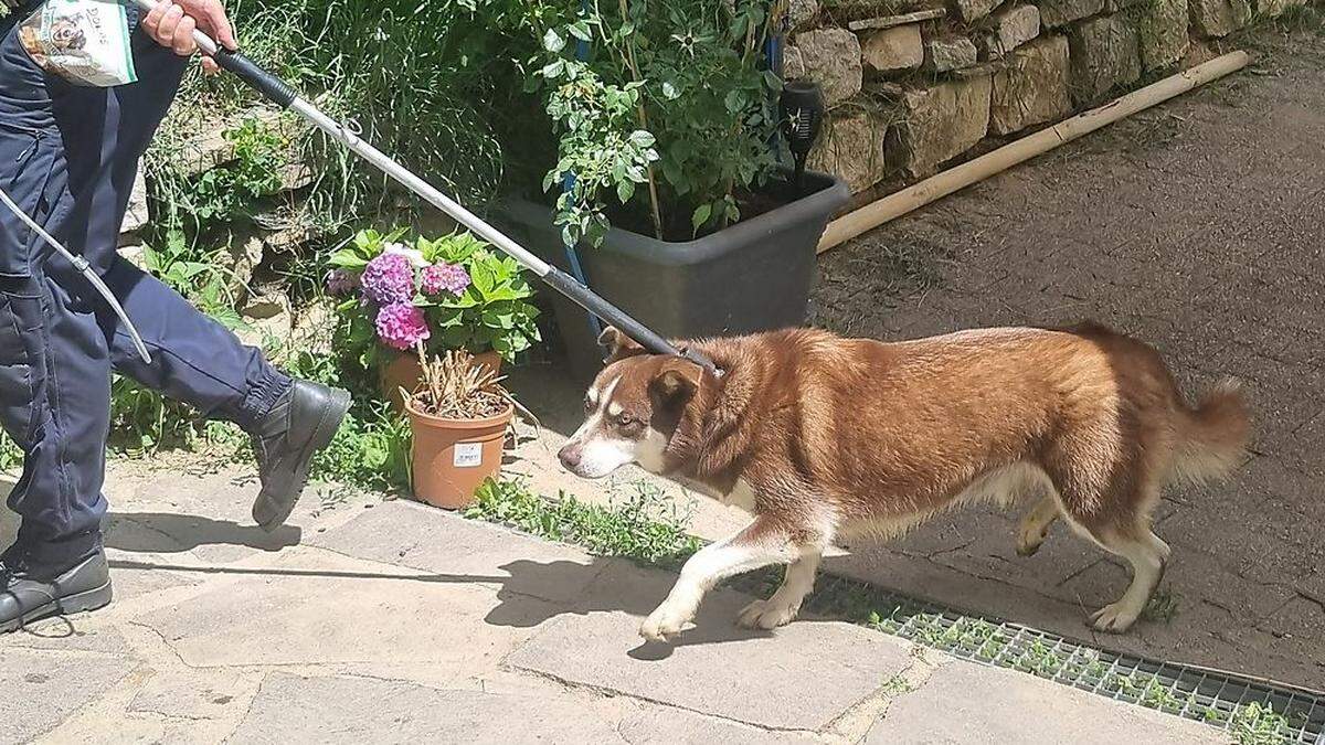 Fünf Hunde wurden vorübergehend im Tiko untergebracht, vier weitere vom Tierheim Villach abgeholt