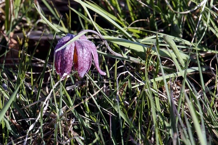 Im Mittelpunkt der Wanderroute steht die seltene wie streng geschützte Schachblume im Naturschutzgebiet.