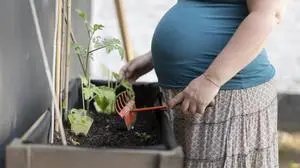 Schwangere Frau an einem Blumenbeet Bonn Deutschland *** Pregnant woman at a flower bed Bonn Germany Copyright: xUtexGrabowsky/photothek.dex 