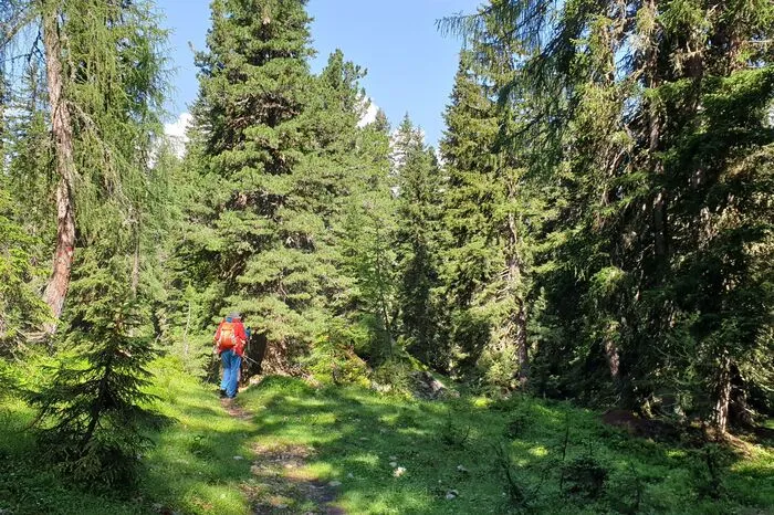 Prächtige Zirben säumen anfangs den Weg