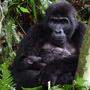Diese Gorilla-Mutter hält ihr drei Monate altes Baby im Arm