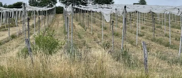 Kahlschlag oder Hagelschutznetze, die nichts als verdorrte Grasstoppeln schützen, findet man in Puch bei Weiz vor – was ist passiert im steirischen Apfeldorf?