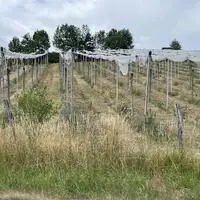 Kahlschlag oder Hagelschutznetze, die nichts als verdorrte Grasstoppeln schützen, findet man in Puch bei Weiz vor – was ist passiert im steirischen Apfeldorf?