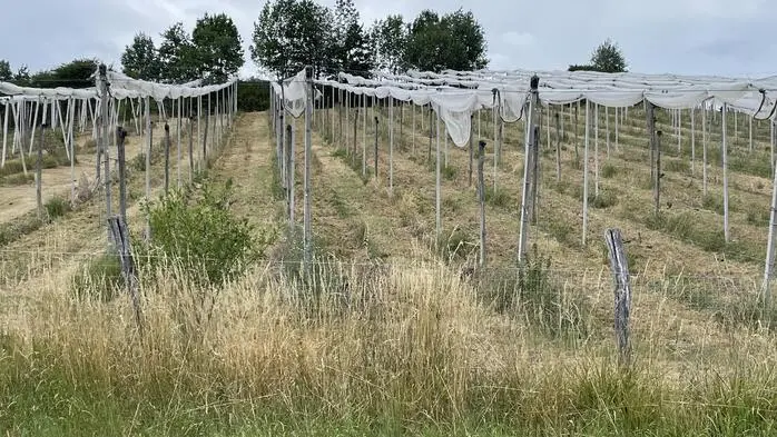 Kahlschlag oder Hagelschutznetze, die nichts als verdorrte Grasstoppeln schützen, findet man in Puch bei Weiz vor – was ist passiert im steirischen Apfeldorf?