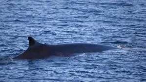 Finnwale sind die zweitgrößten Tiere der Erde 