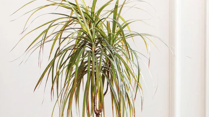 Dracaena. „Drachenbäume“ jeder Art zählen zu den beliebten Zimmerpflanzen, da sie unverwüstlich sind. Achtung: Arten mit breiten Blättern sind etwas empfindlich bei  unregelmäßigem Wasserhaushalt. Sie bekommen gerne braune Flecken.