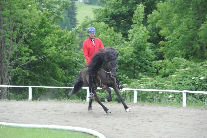 Am Sonntag, 2. Juni, stehen noch die Besonderheiten der nordischen Rasse - Pass und Tölt - im Mittelpunkt.