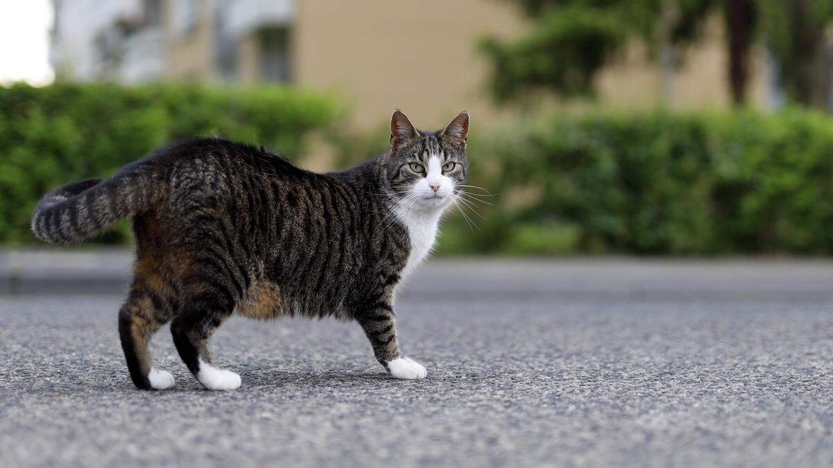 Hauskatzen in Österreich müssen kastriert werden
