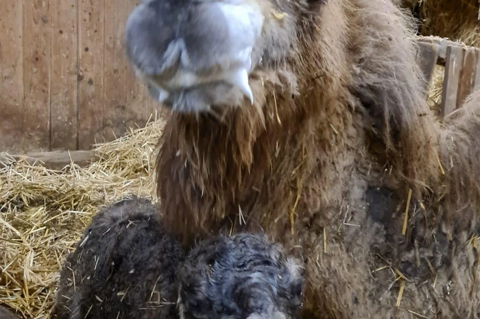 Nala und Leylas erstes gemeinsames Foto