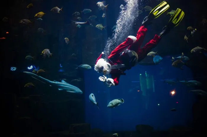 Ein als Weihnachtsmann verkleideter Taucher stattete den Flossenträgern in dem Aquarium einen Besuch ab...