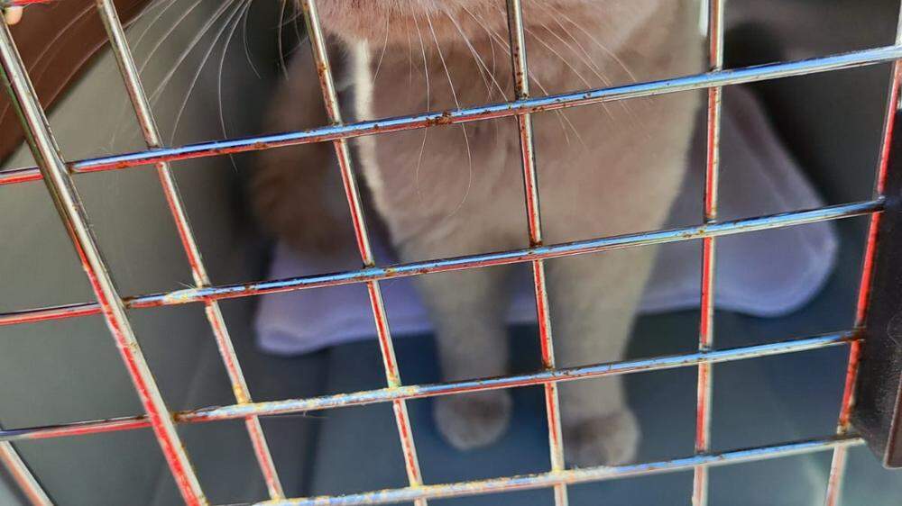 21 Britisch Kurzhaar Katzen wurden von der Tierrettung der Arche Noah Graz aus einer Messie-Zucht befreit