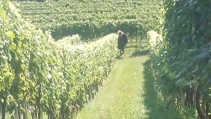 In einem Weingarten am Rosenberg (Gemeinde Straden) wurde der Bison gesichtet