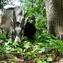 Ziege im New Yorker Prospect Park