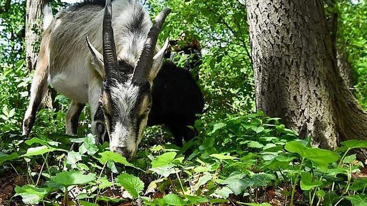 Ziege im New Yorker Prospect Park