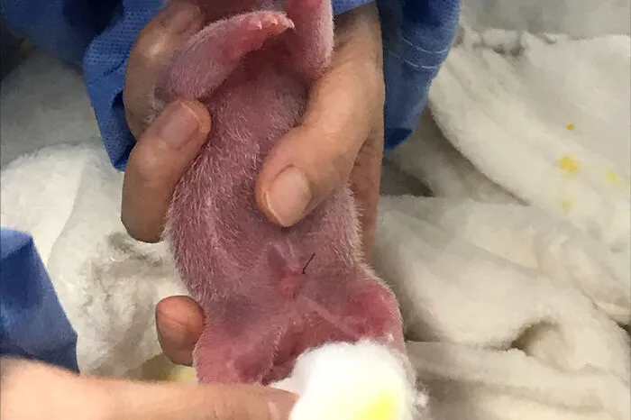 Nach einer Tragzeit von 147 Tagen habe Meng Meng innerhalb von knapp einer Stunde ihre beiden Pandababys zur Welt gebracht, teilte der Zoo mit.