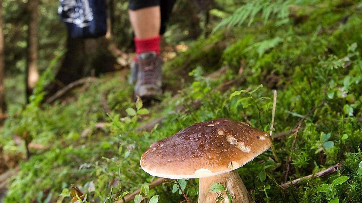 Frau verletzte sich beim Schwammerl suchen (Sujetbild)