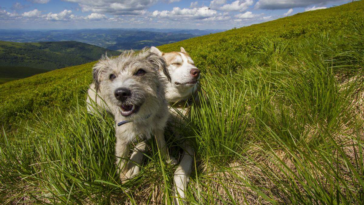 Achtung Zecken: Im hohen Gras lauern die kleinen aber gefährlichen Spinnentiere