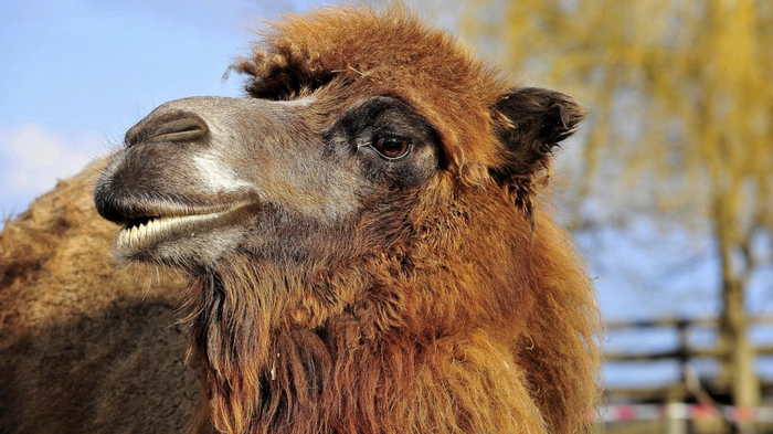 Vor zehn Jahren übernahm das Land Steiermark den Tierpark Herberstein, der seither "Steirischer Landestiergarten - Tierwelt Herberstein" heißt.