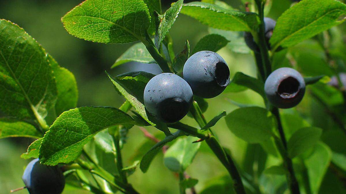 Vermutlich Schwarzbeeren wurden verschmiert