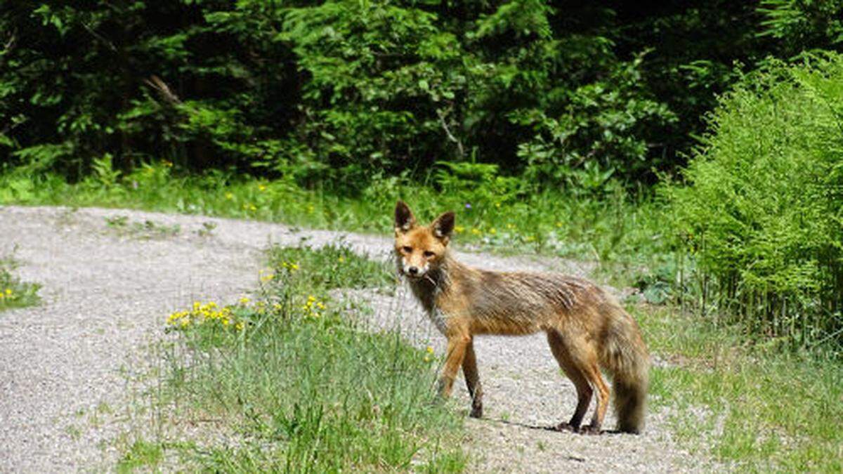 Ein Fuchs soll die Tiere gerissen haben