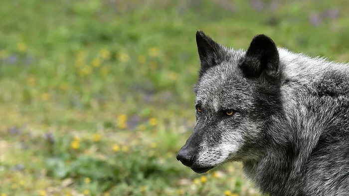 Wolf soll in Vorarlberg zwei Wildtiere gerissen haben