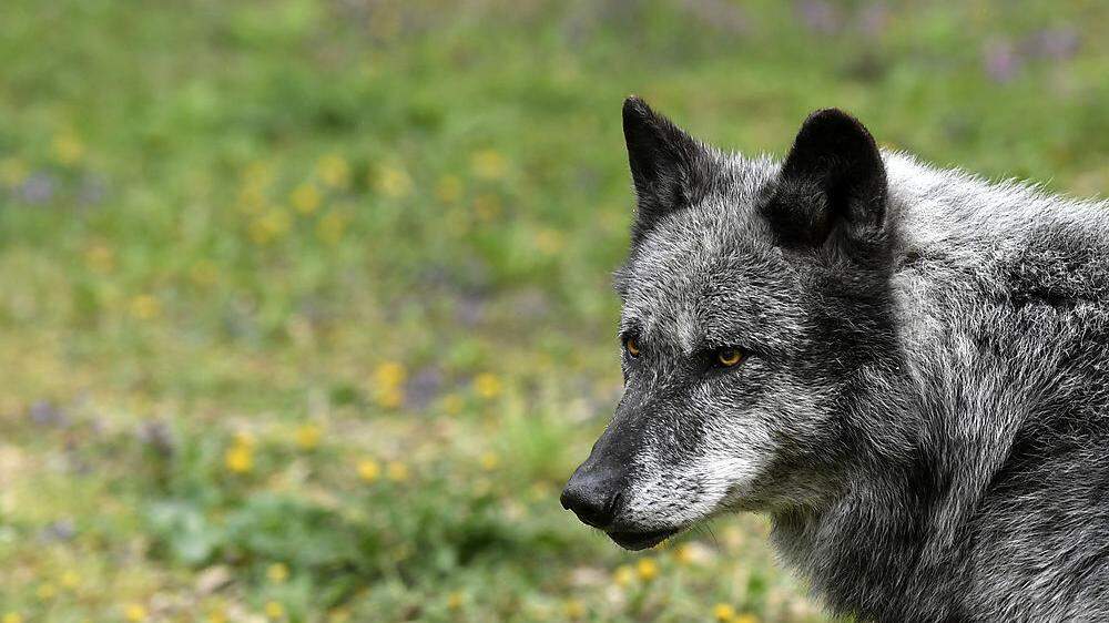 Wolf soll in Vorarlberg zwei Wildtiere gerissen haben