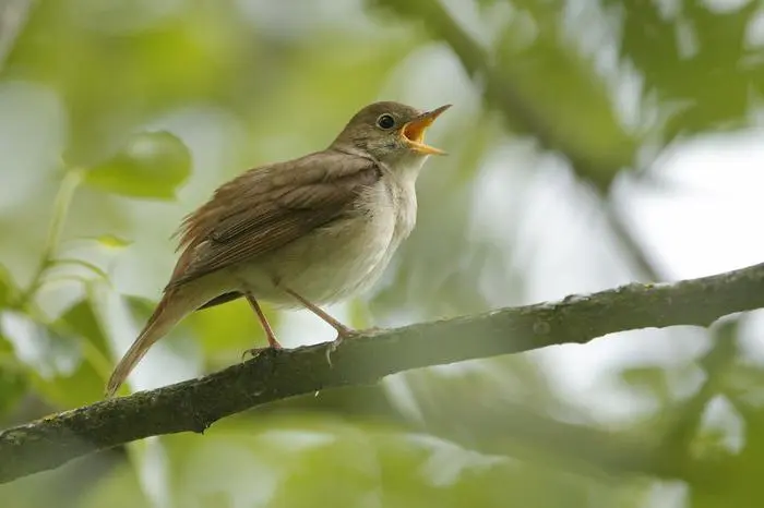 Die Nachtigall, die zwischen Weinviertel und Nordburgenland lebt, ist auch bedroht