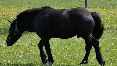 Ein Pferd rannte einen Mann nieder (Symbolfoto)