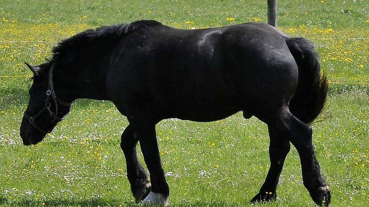 Ein Pferd rannte einen Mann nieder (Symbolfoto)