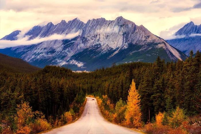 Mit einer Fläche von rund 11.000 Quadtrakilometern gilt der Jasper National Park als größter seiner Art in den  kanadischen Rockys. Dominierende Farben: Gelb-grüne Nadelbäume wechseln mit rötlichem Laub.