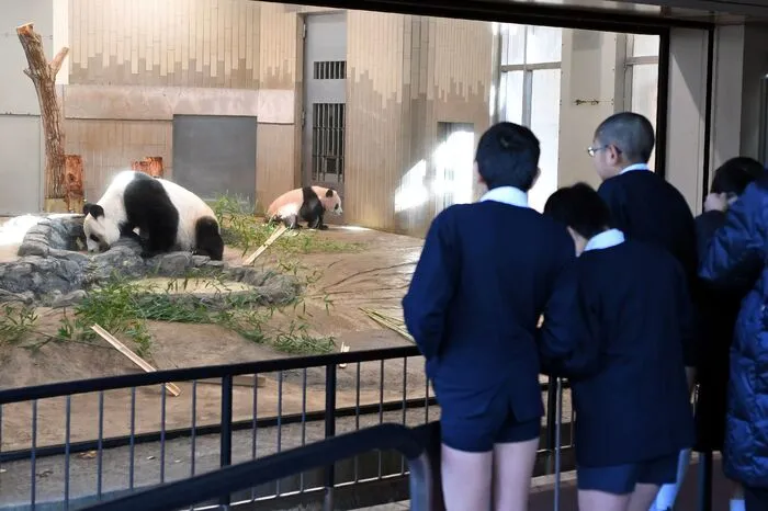 Die Betreiber des Ueno Zoos in Tokio rechnen mit einem Besucheransturm.