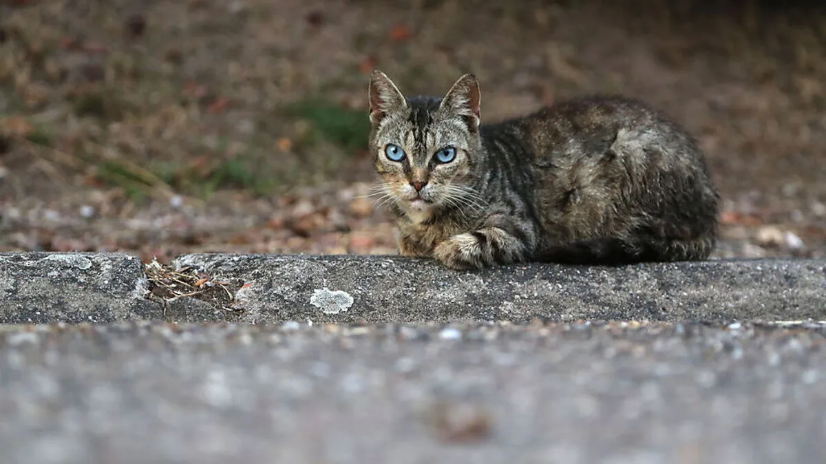 Laut Martina Moder gibt es am Land mehr Streunerkatzen als in der Stadt (Sujetbild)