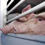 Hunger, Durst, Hitze, Kälte, Platzmangel: Immer noch werden zu viele Tiere zu weit transportiert, stellte der EU-Rechnungshof nun klar fest