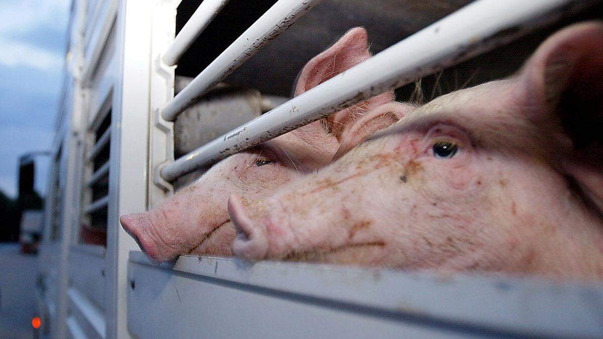 Hunger, Durst, Hitze, Kälte, Platzmangel: Immer noch werden zu viele Tiere zu weit transportiert, stellte der EU-Rechnungshof nun klar fest