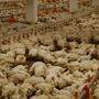 Tausende Hühner werden auf engstem Raum eingepfercht