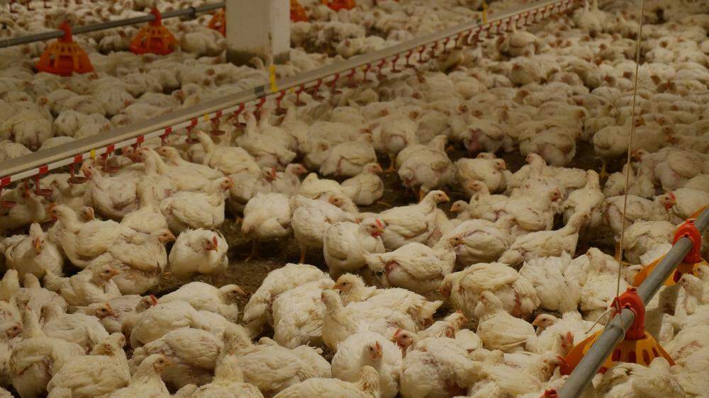 Tausende Hühner werden auf engstem Raum eingepfercht