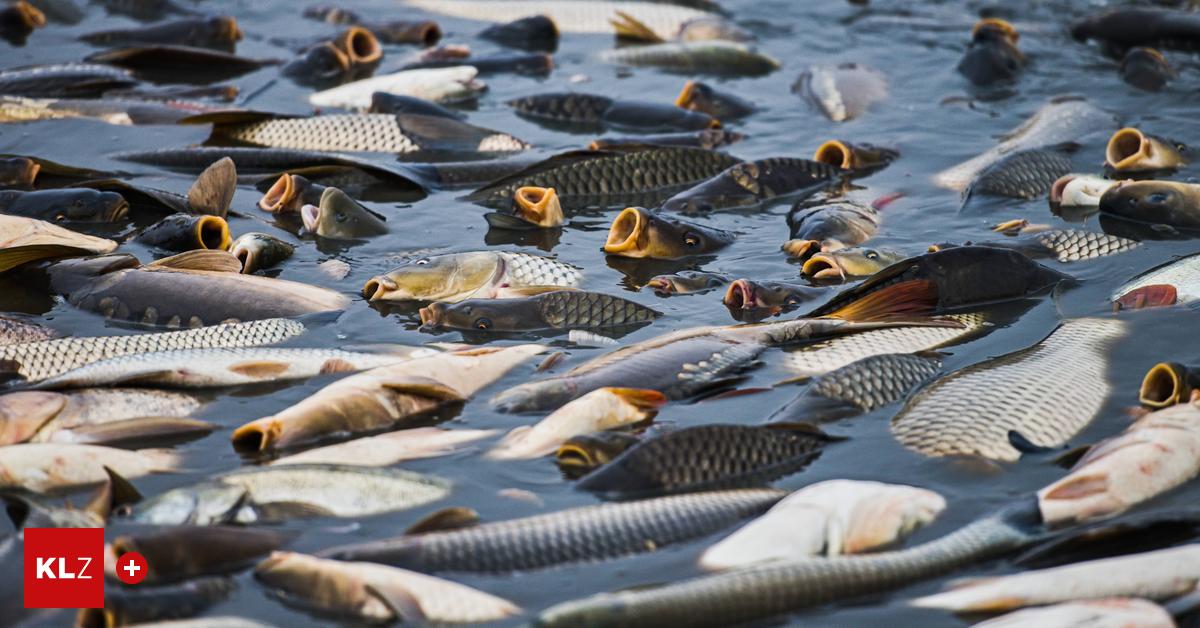 Ramsau-am-Dachstein-Sorgte-Giftmischung-f-r-massives-Fischsterben-Polizei-sucht-Augenzeugen