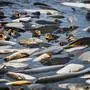 News Bilder des Tages Fishermen fish out the Vrkoc Pond in Ivan, Czech Republic, on October 26, 2024. CTKxPhoto/PatrikxUhlir CTKPhotoP2024102602930 PUBLICATIONxNOTxINxCZExSVK CTKPhotoP2024102602930