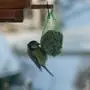 vogel, vogelhaus, winter, meisen, kohlmeise,,
futter, meisenknödel