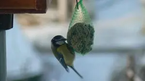 Fragen, auf die auch die Blaumeise keine Antwort weiß: Wie lange reicht eigentlich so ein Meisenknödel?