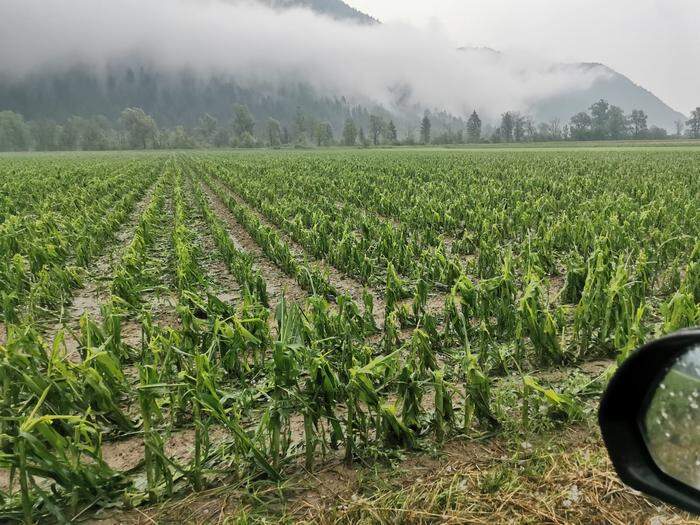 Die Maiskulturen von Josf Hotschnig sind massiv beschädigt