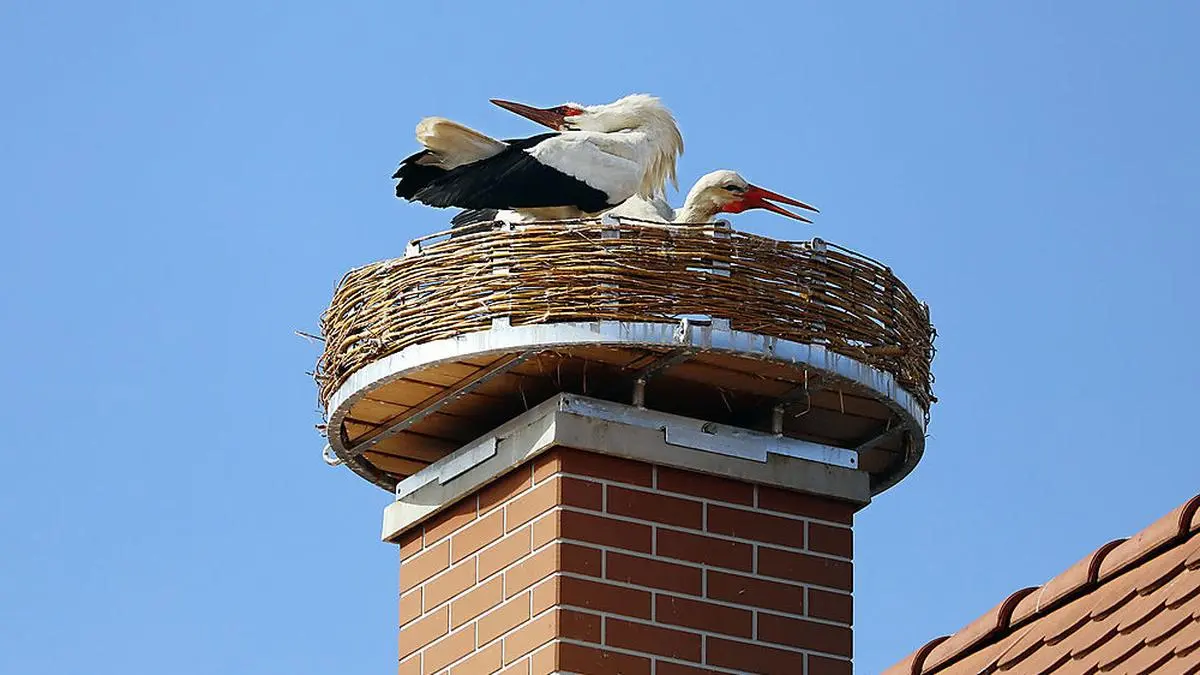 Das Pärchen hat das neu renovierte Nest in Fürstenfeld bereits besiedelt