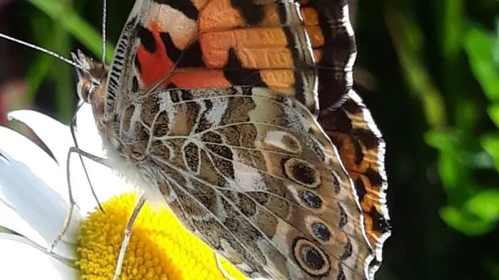 „So schön sind Fauna und Flora“, schreibt uns Leserreporter Karl Wegscheider aus Weißenstein. Bei diesem tollen Foto können wir nur zustimmen! Danke für die Einsendung.