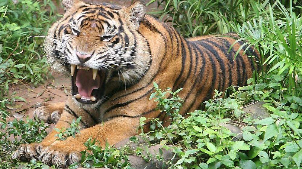 Sumatra-Tiger gehören zu den gefährdeten Tierarten
